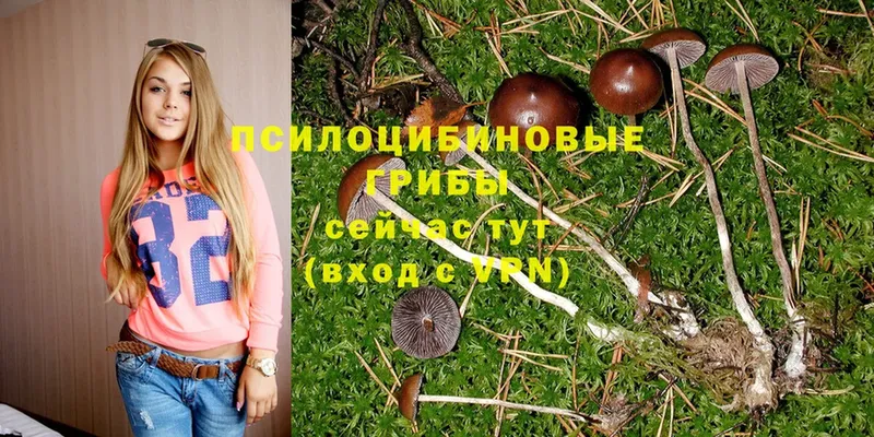 как найти закладки  кракен ТОР  Псилоцибиновые грибы Psilocybe  Мезень 